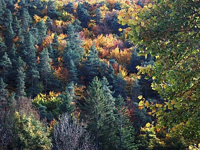 Automne_allenc (17)
